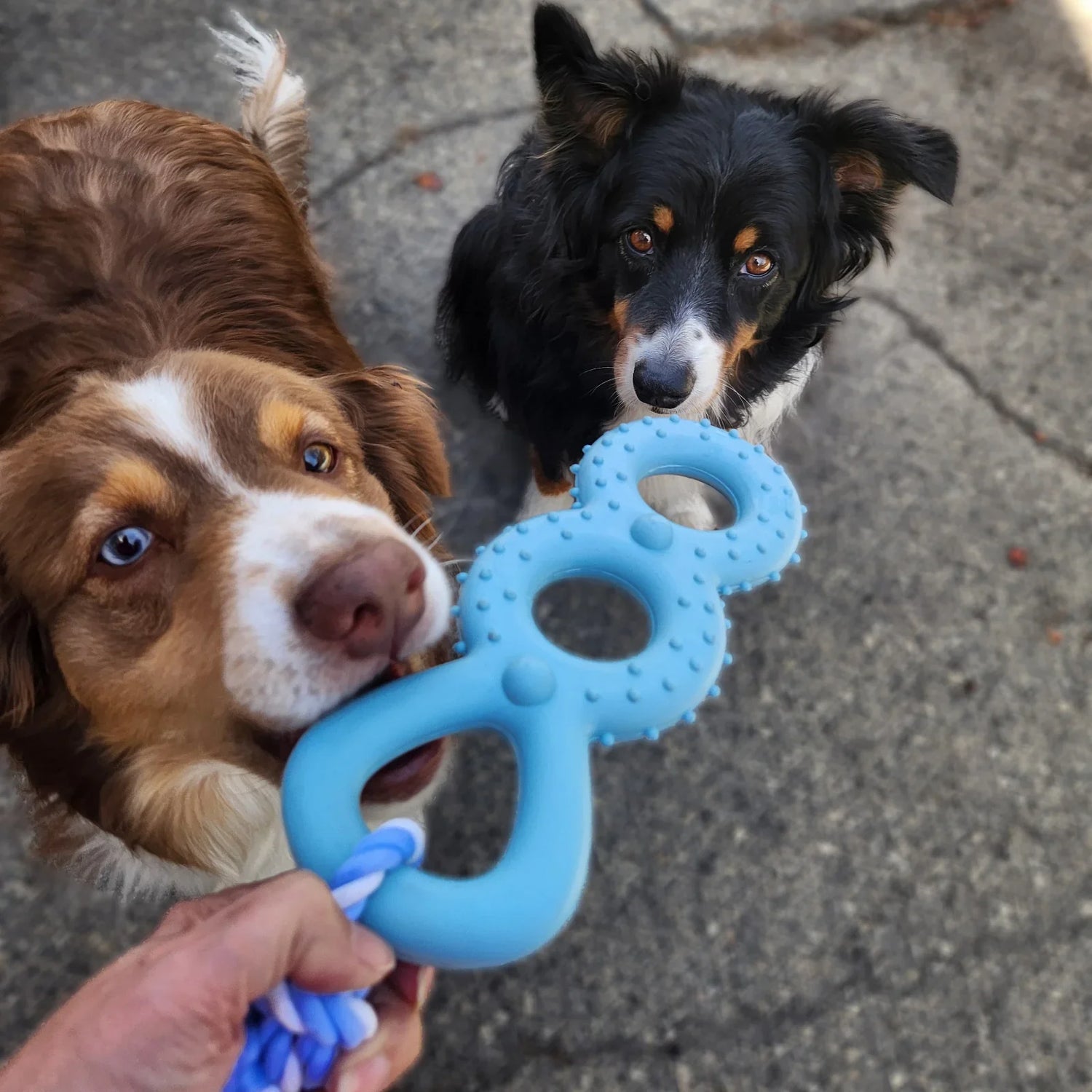 Dog toys